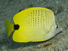 Chaetodon miliaris