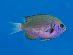 Pycnochromis pacifica