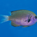 Reef Chromis - Photo (c) Philip Thomas, some rights reserved (CC BY-NC), uploaded by Philip Thomas