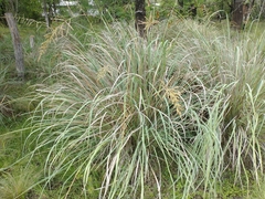 Paspalum exaltatum