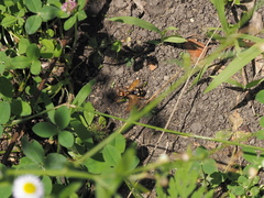 Cryptocheilus octomaculatus