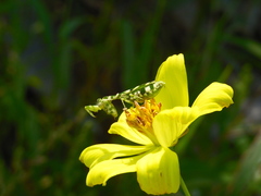 Acontista multicolor