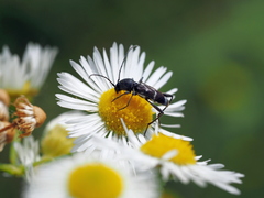 Chlorophorus sartor