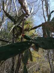 Opuntia karwinskiana