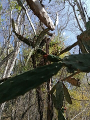 Opuntia karwinskiana