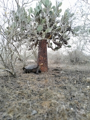 Chelonoidis niger hoodensis