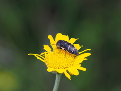 Acmaeoderella flavofasciata