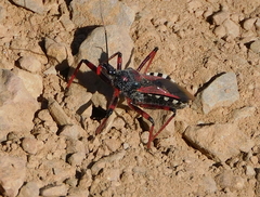 Rhynocoris cuspidatus