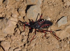 Rhynocoris cuspidatus