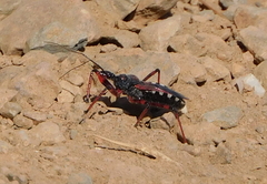 Rhynocoris cuspidatus