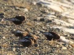 Leucosticte arctoa