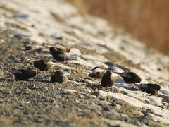 Leucosticte arctoa