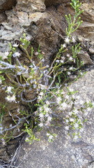 Helichrysum parvifolium