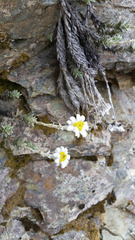 Leucogenes leontopodium