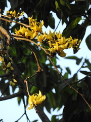 Butea monosperma lutea