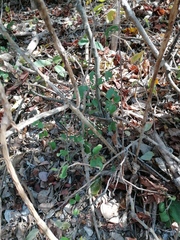 Acanthocereus fosterianus
