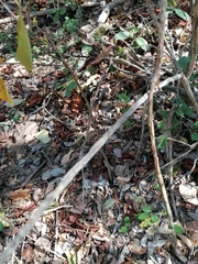 Acanthocereus fosterianus