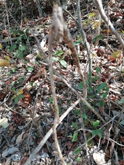 Acanthocereus fosterianus