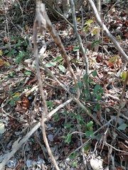 Acanthocereus fosterianus
