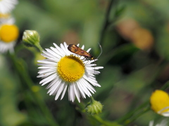 Nemophora pfeifferella
