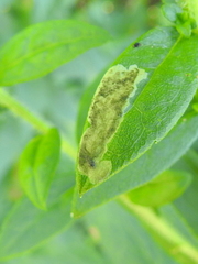 Calycomyza solidaginis