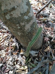 Acanthocereus hesperius