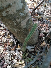 Acanthocereus hesperius