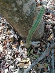 Acanthocereus hesperius