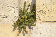 Limbarda crithmoides longifolia