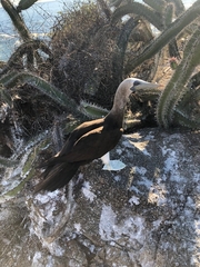 Sula leucogaster brewsteri