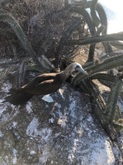 Sula leucogaster brewsteri