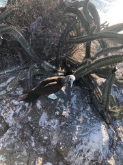 Sula leucogaster brewsteri