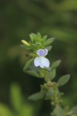 Achetaria bicolor