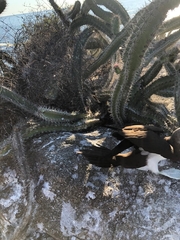 Sula leucogaster brewsteri