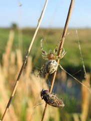 Larinioides suspicax