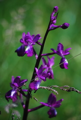 Anacamptis