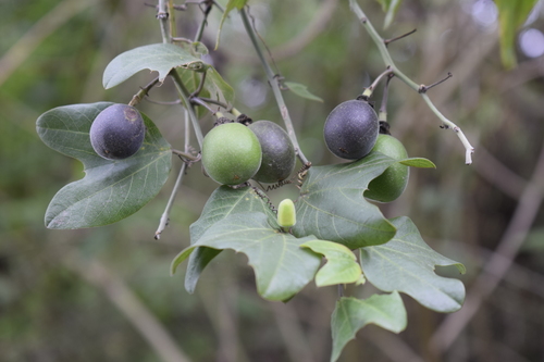 Passiflora indecora image