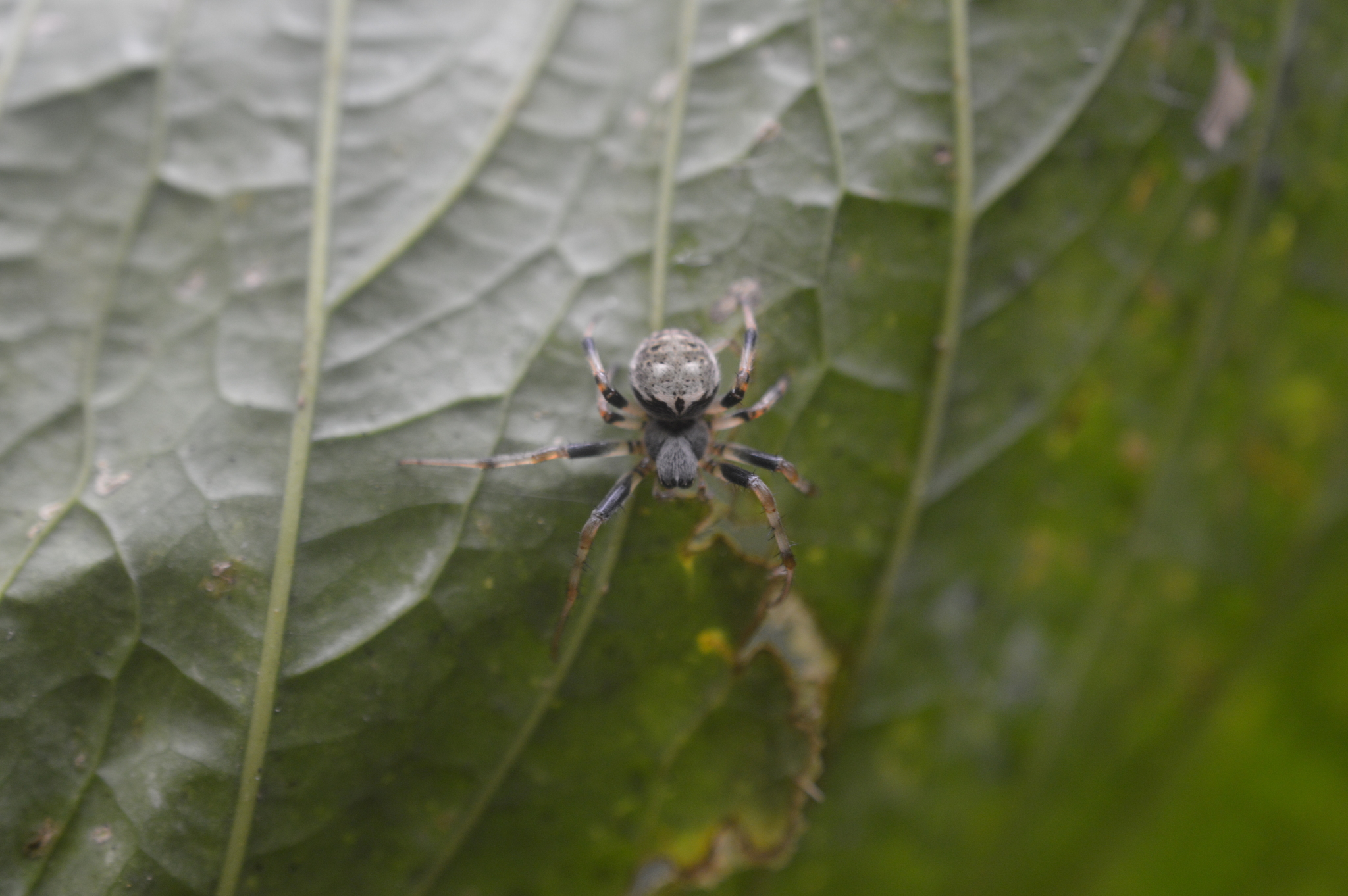 Araneus granadensis image