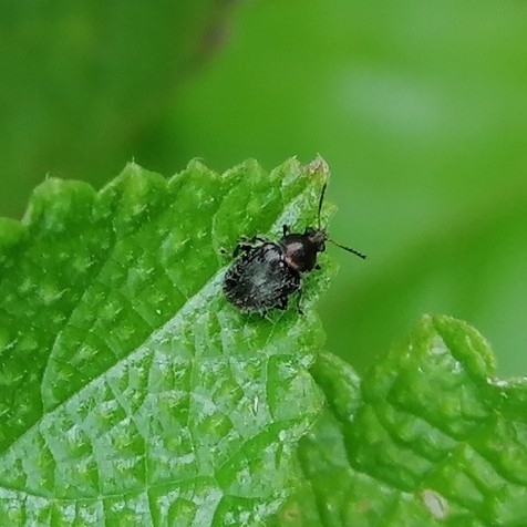 Sphaeropis