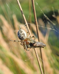 Larinioides suspicax