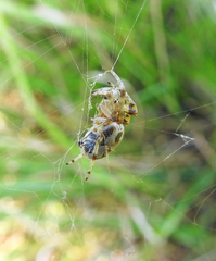Larinioides suspicax