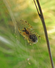 Larinioides suspicax