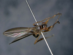 Lonchoptera tristis