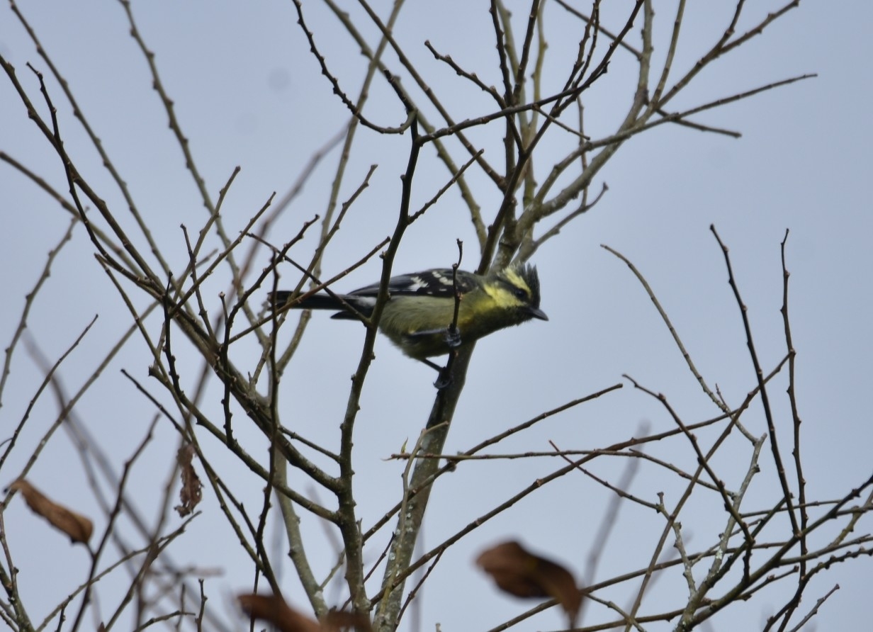 Indian Yellow Tit illustration