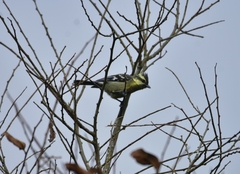 Machlolophus aplonotus