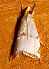 Argyria lacteella image