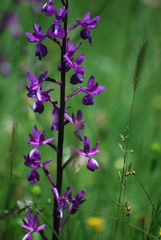 Anacamptis
