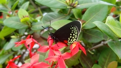 Eumaeus toxea