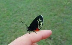 Eumaeus toxea