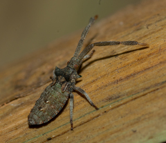 Prismatocerus magnicornis